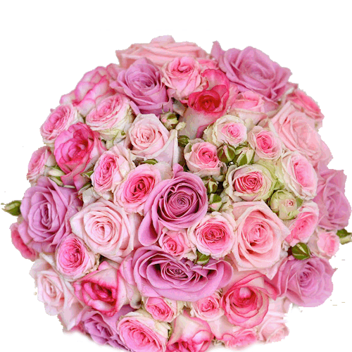 pink roses to belgaum on midnight